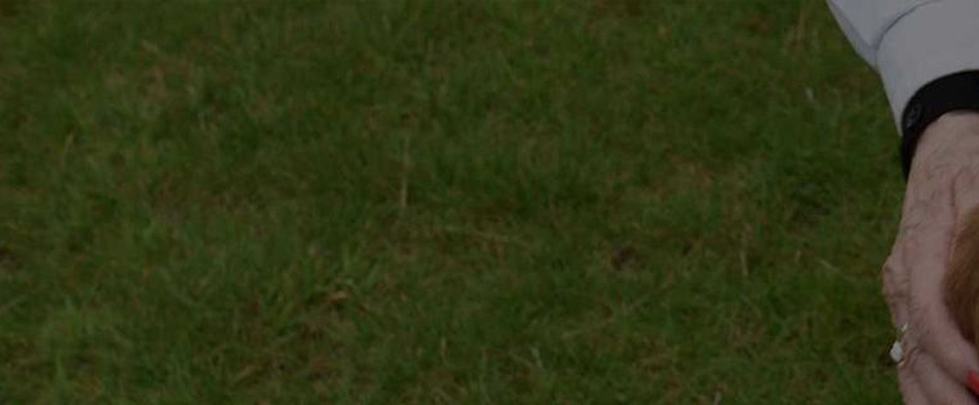 dog with scooter driver